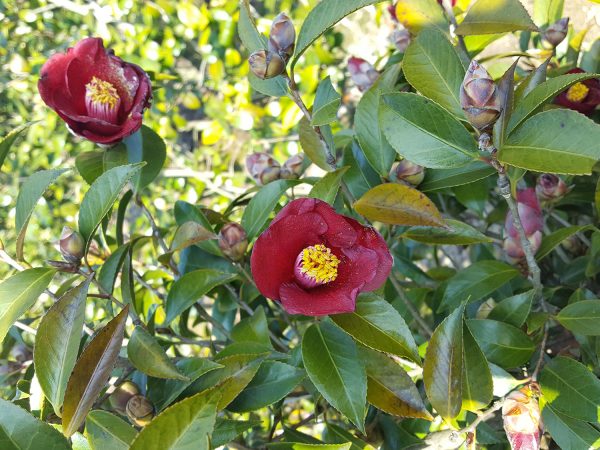 「植木畑の観察会」と「庭木を楽しむスワッグ作り」開催しました。報告 まとめ